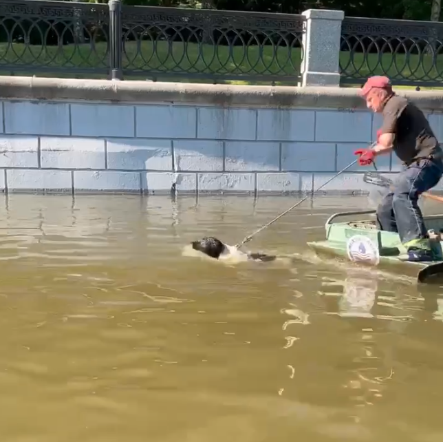 "Мосводосток" спас собаку на реке Яуза