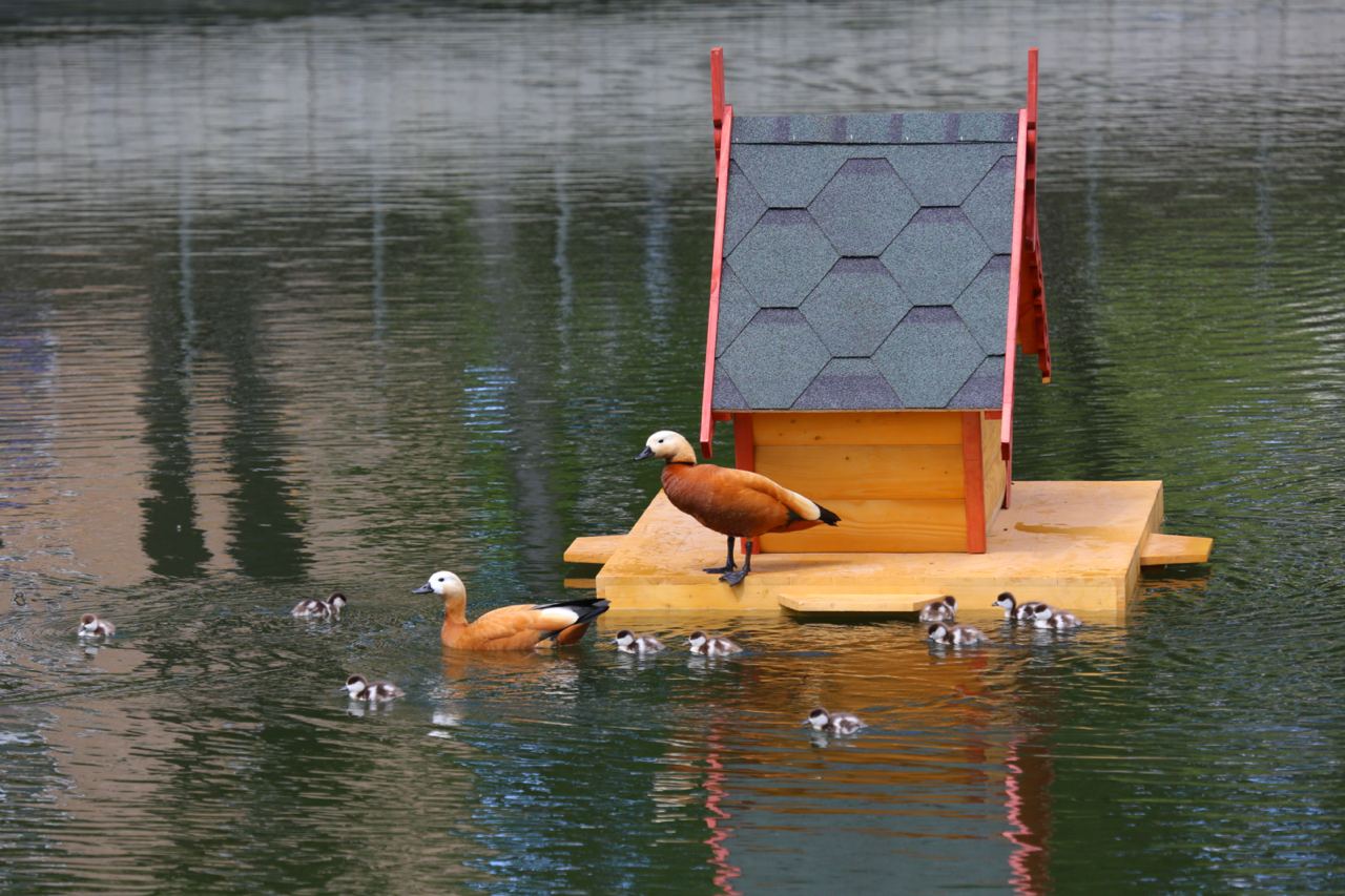 На прудах Москвы установят плавучие домики для уток