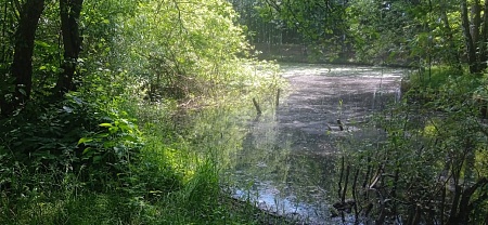 Одоевский (Голубинский) пруд