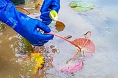Кувшинки, ирис, рогоз: какие водные растения можно увидеть на прудах столицы