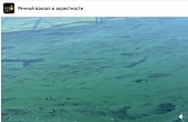 Изумрудный цвет каналу им. Москвы придали согревшиеся водоросли