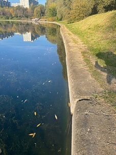 Пруд «Мосфильмовский»