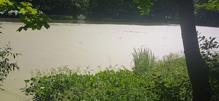 Новоясеневский пруд