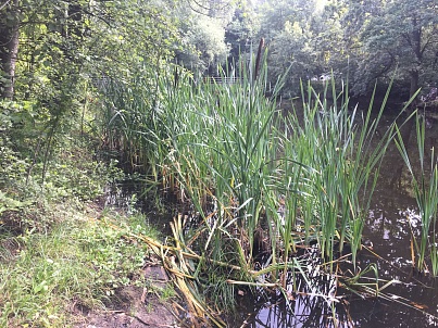 Воронинский большой (Бакулевский) пруд