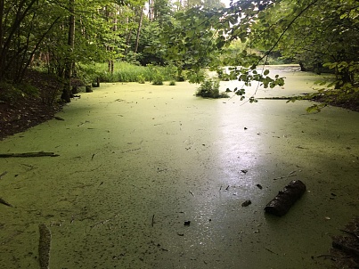 Малый Воронинский пруд