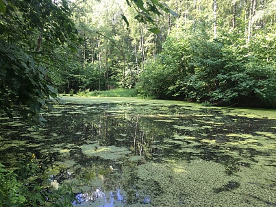 Малый Воронинский пруд