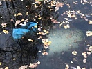 В московских прудах обнаружили затопленные мусорные баки
