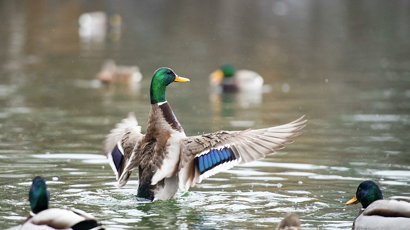 Котореновация и duck-friendly-пруды: как помогают городским животным