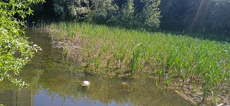 Пруд "50-летия октября"