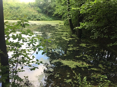 Малый Воронинский пруд