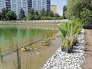 Как высаживали кувшинки на Ясном пруду?