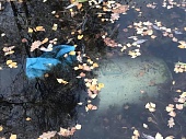 В московских прудах обнаружили затопленные мусорные баки