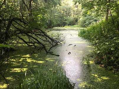 Малый Воронинский пруд