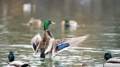 Котореновация и duck-friendly-пруды: как помогают городским животным