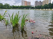 На московских прудах распустились кувшинки