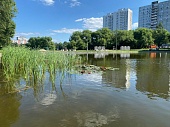 На московских прудах высадят 140 000 водных растений
