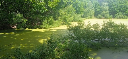 Новоясеневский пруд