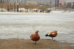 На Ходынке начал работу «Утиный патруль»