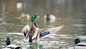 Котореновация и duck-friendly-пруды: как помогают городским животным