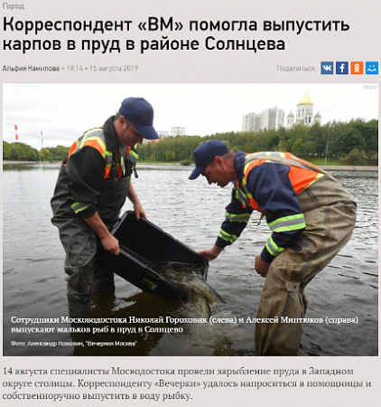 Корреспондент «ВМ» помогла выпустить карпов в пруд в районе Солнцева