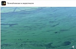 Изумрудный цвет каналу им. Москвы придали согревшиеся водоросли
