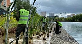 На прудах Москвы в 2021 году высадят 60 тысяч водных растений
